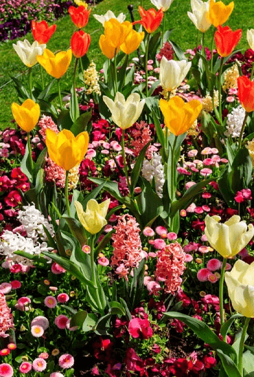 Flowerbeds